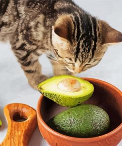 Cat And Avocado Fruits Diamond Paintings