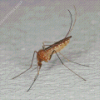 Common House Mosquito Diamond Paintings