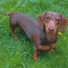 Dachshund Miniature On Grass Diamond Paintings