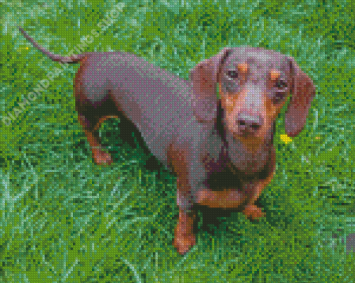 Dachshund Miniature On Grass Diamond Paintings