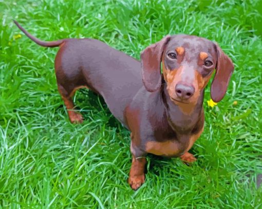 Dachshund Miniature On Grass Diamond Paintings