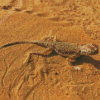 Desert Gecko Diamond Paintings