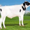 Holstein Friesian Cattle Animal Diamond Paintings