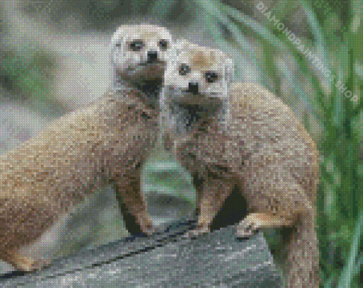 Mongoose Animal Diamond Paintings