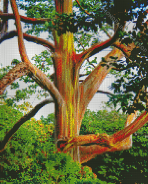 Rainbow Eucalyptus Tree Diamond Paintings