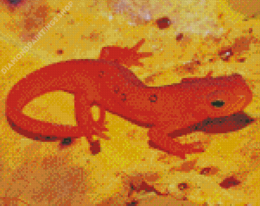 Red Spotted Newt Diamond Paintings