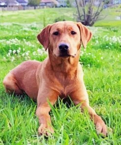 Red Fox Labrador Diamond Paintings