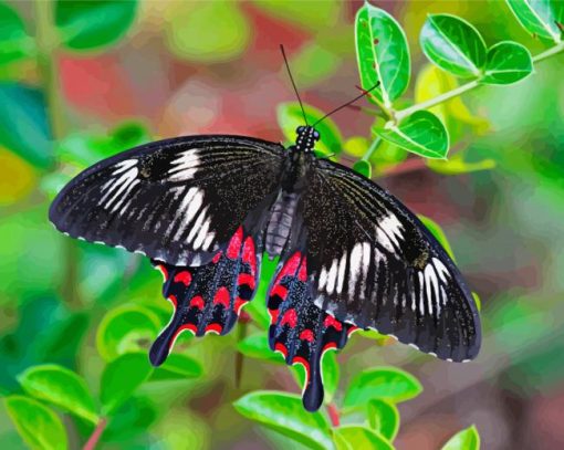 Common Rose Butterfly Diamond Paintings