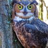 Screech Owl On Tree Diamond Paintings