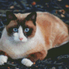 Siamese Snowshoe Cat Diamond Paintings
