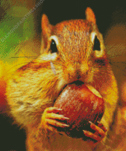 Squirrel Eating Acorn Diamond Paintings