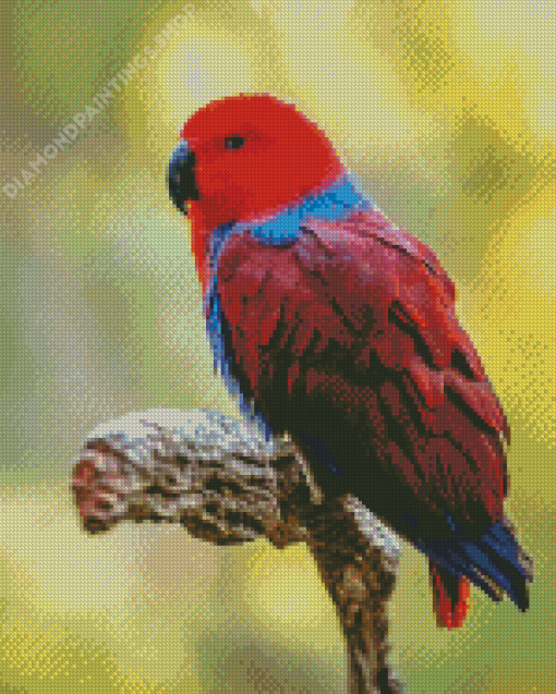 Eclectus Parrot Bird Diamond Paintings