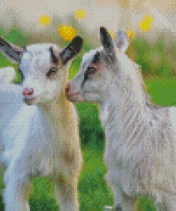 Adorable White Goat Diamond Paintings