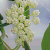 White Hoya Flowers Diamond Paintings