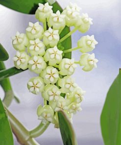 White Hoya Flowers Diamond Paintings