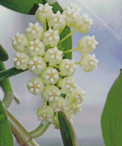 White Hoya Flowers Diamond Paintings