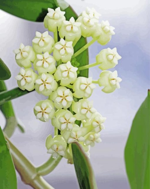 White Hoya Flowers Diamond Paintings