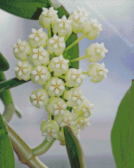 White Hoya Flowers Diamond Paintings