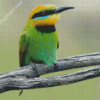 Aesthetic Bee Eater Diamond Paintings