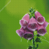 Aesthetic Foxglove Illustration Diamond Paintings