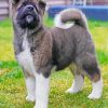 American Akita Puppy Dog Diamond Paintings