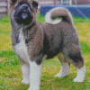 American Akita Puppy Dog Diamond Paintings