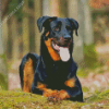 Beauceron Sitting Diamond Paintings