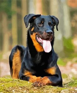 Beauceron Sitting Diamond Paintings