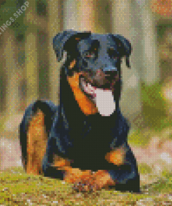 Beauceron Sitting Diamond Paintings