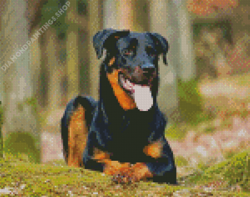 Beauceron Sitting Diamond Paintings