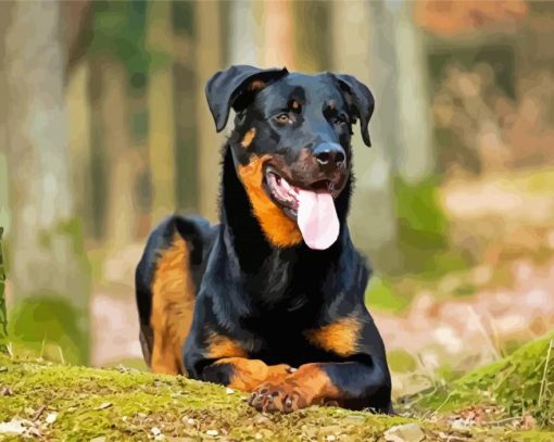 Beauceron Sitting Diamond Paintings