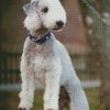 Bedlington Terrier Dog Diamond Paintings