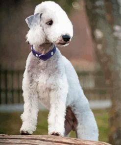 Bedlington Terrier Dog Diamond Paintings