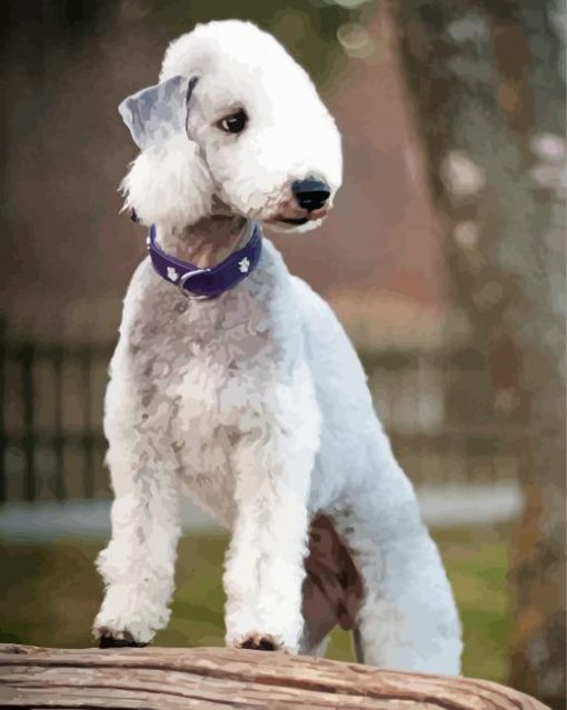 Bedlington Terrier Dog Diamond Paintings