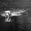 Black And White Dog Swimming Diamond Paintings