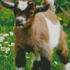 Brown Baby Goat Diamond Paintings