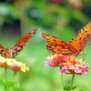 Brown Butterflies And Blooms Diamond Paintings