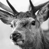 Close Up Black And White Stag Diamond Paintings