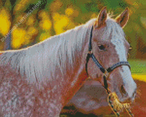Dapple Grey Horse Diamond Paintings