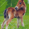 Adorable Horse Foal Diamond Paintings