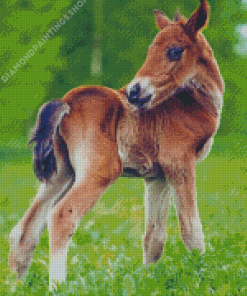 Adorable Horse Foal Diamond Paintings