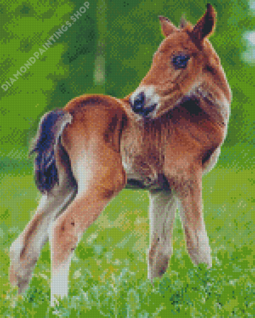 Adorable Horse Foal Diamond Paintings