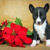 Puppy With Red Poinsettia Diamond Paintings