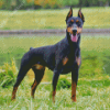 Dobermann Pinscher Dog Diamond Paintings