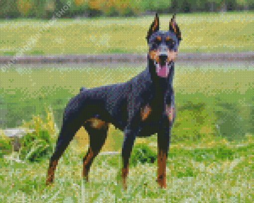 Dobermann Pinscher Dog Diamond Paintings