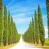 Italian Cypress Trees Diamond Paintings