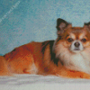 Long Haired Chihuahua Diamond Paintings