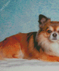 Long Haired Chihuahua Diamond Paintings