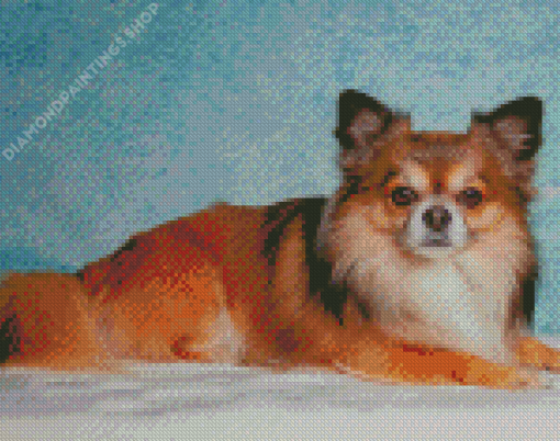 Long Haired Chihuahua Diamond Paintings