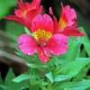 Pink Alstroemeria Diamond Paintings